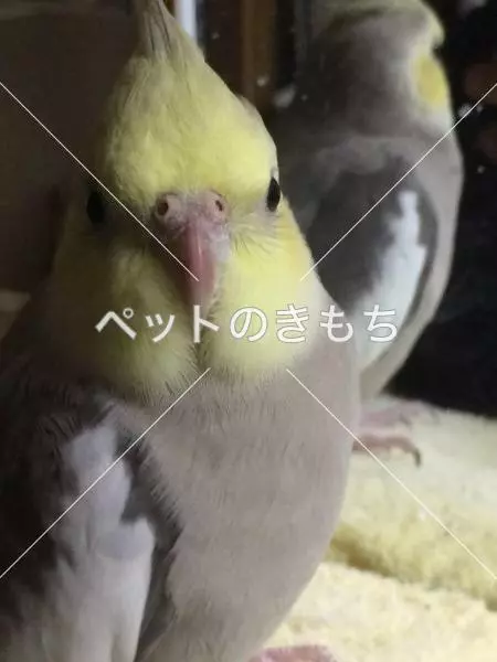迷子鳥の画像