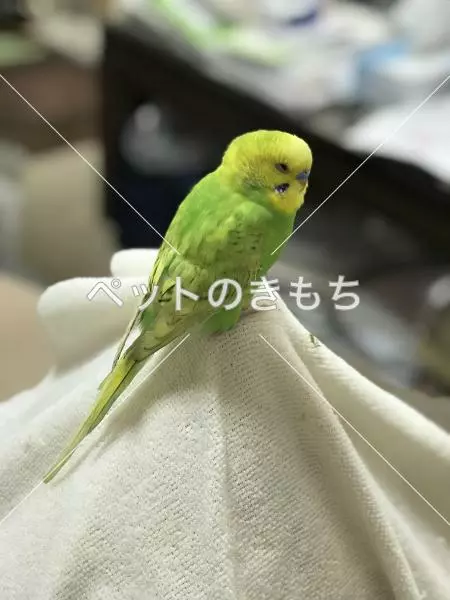 保護鳥の画像