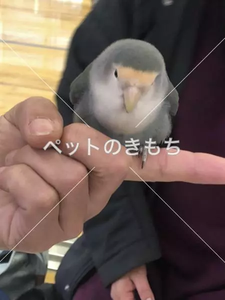 保護鳥の画像