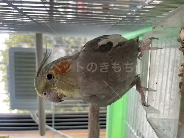 迷子鳥の画像