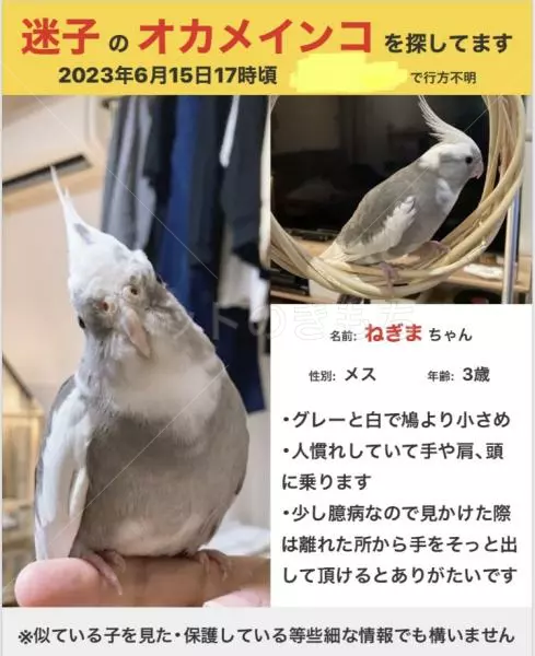 迷子鳥の画像
