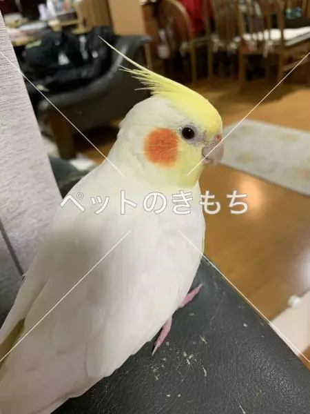 迷子鳥の画像