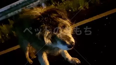 保護犬の画像