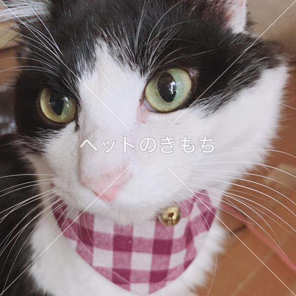 迷い猫の写真