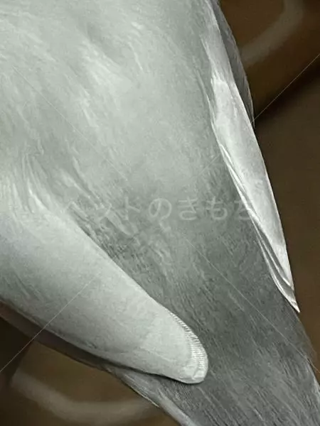 コメントの画像