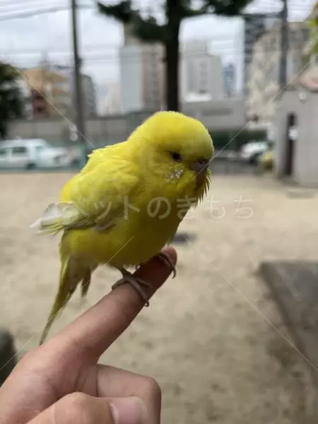 コメントの画像