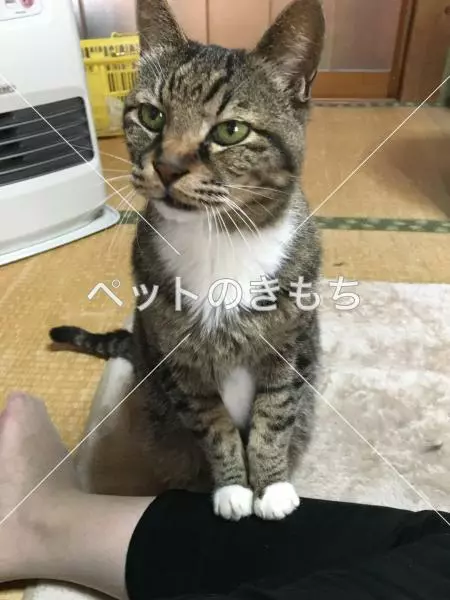 コメント投稿の画像