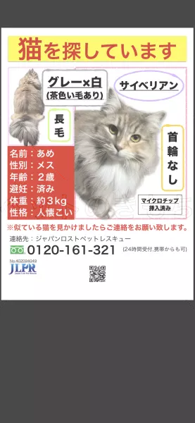 迷子猫の画像