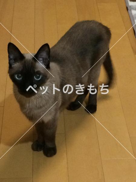 迷い猫の写真