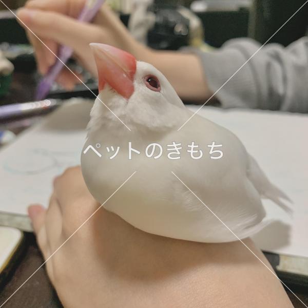 迷子鳥の画像