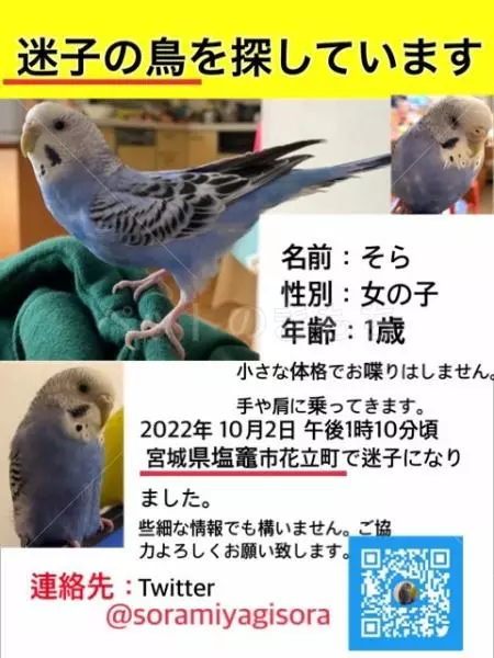 迷子鳥の画像