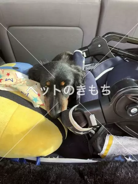 保護犬の画像