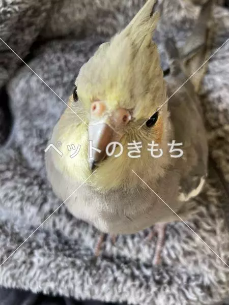 迷子鳥の画像