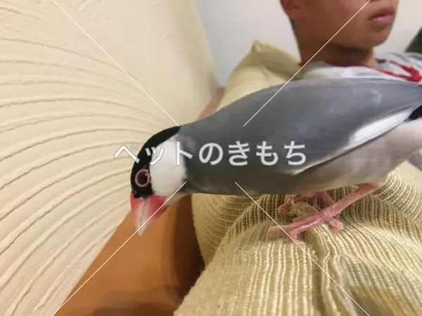 迷子鳥の画像