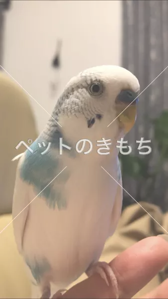 迷子鳥の画像