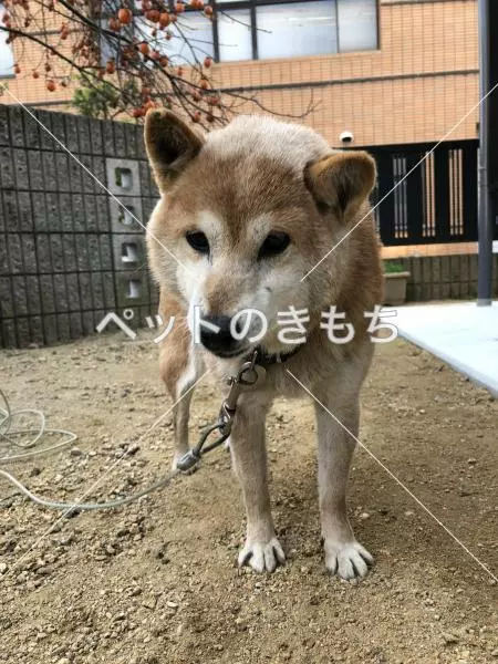 迷子犬の画像