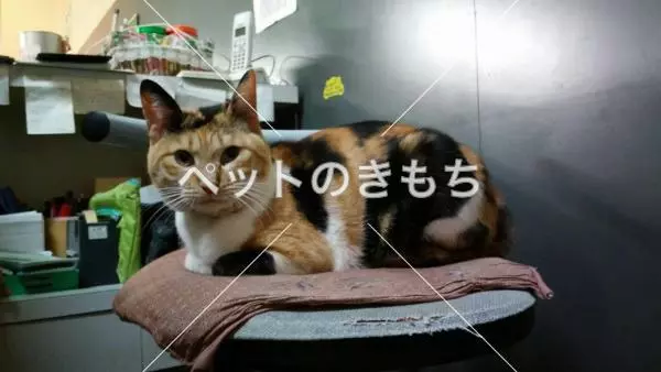 迷子猫の画像