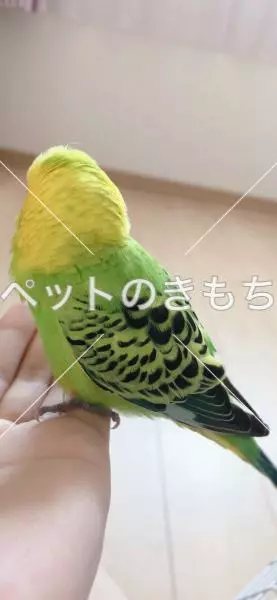 保護鳥の画像