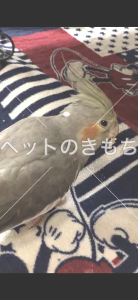 迷子鳥の画像