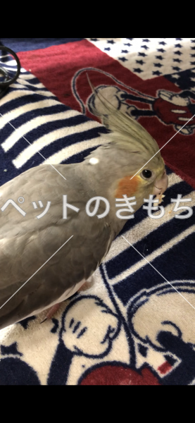 迷子鳥の画像