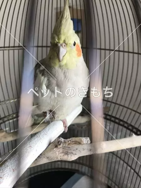 迷子鳥の画像