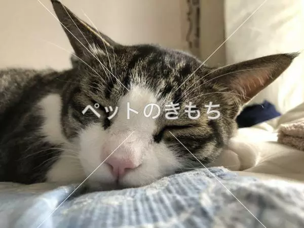 迷子猫の画像