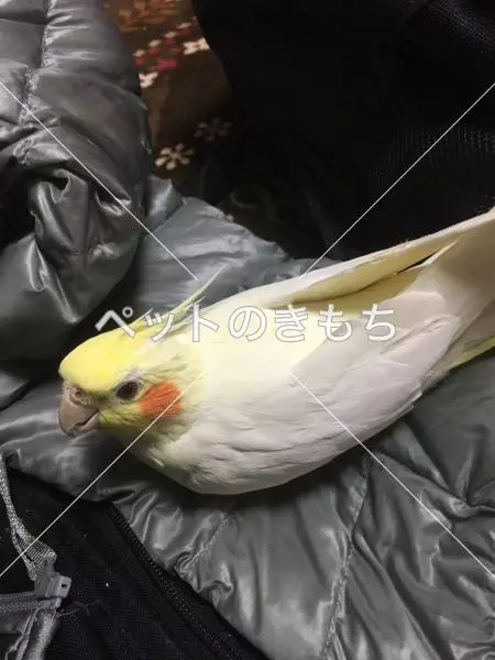 迷子鳥の画像