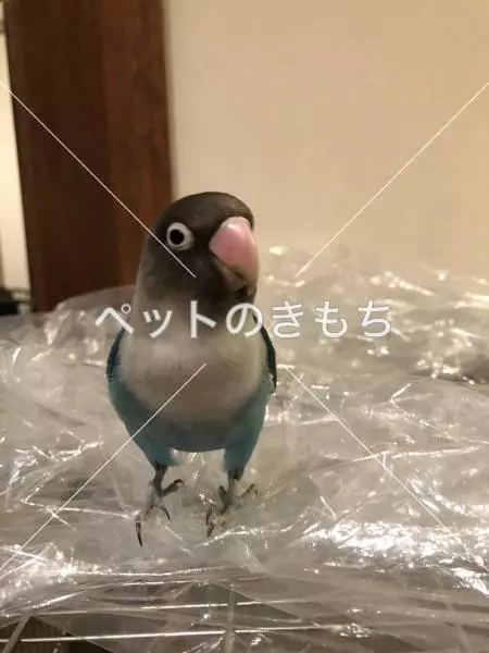 迷子鳥の画像