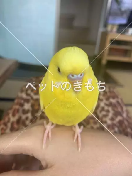 迷子鳥の画像