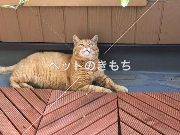 迷子猫の画像