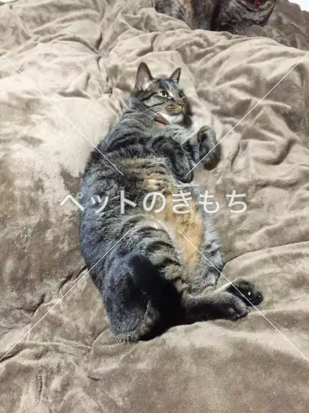 迷子猫の画像
