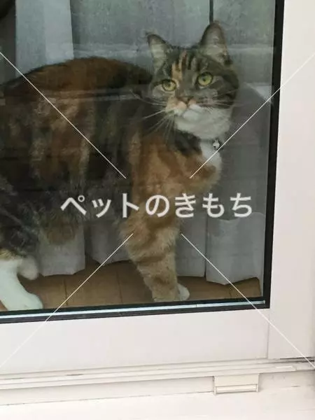 迷子猫の画像