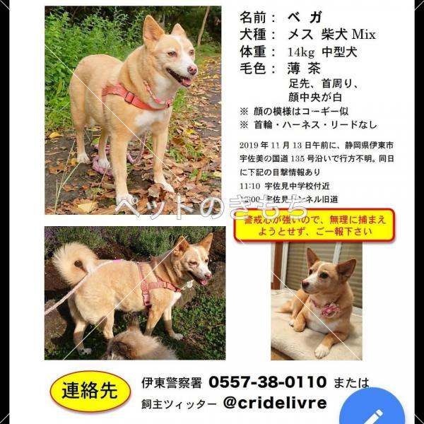 迷い犬の写真