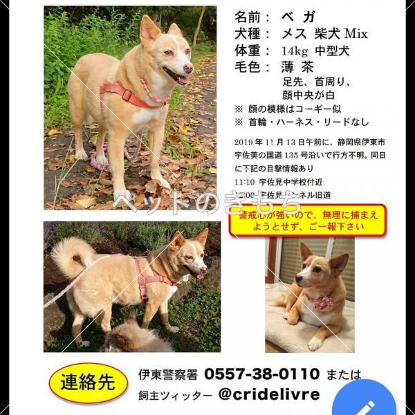 迷子犬の画像