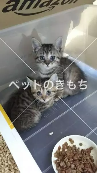 迷子猫の画像