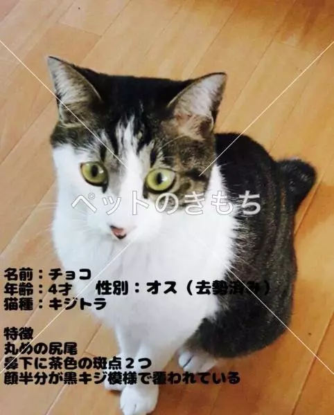 迷子猫の画像