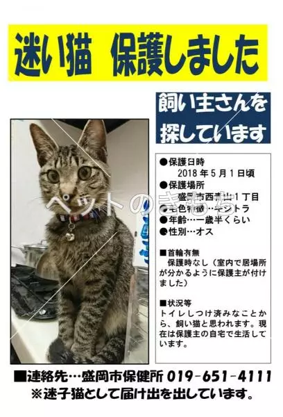 保護猫の画像