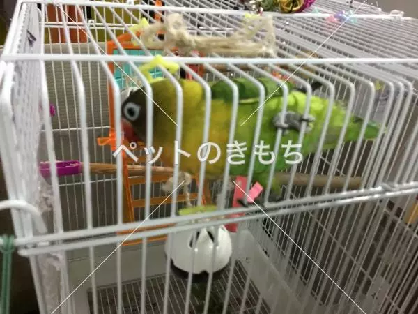 迷子鳥の画像