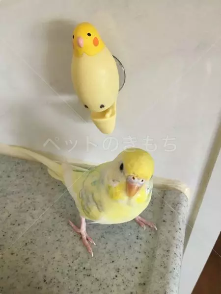 迷子鳥の画像