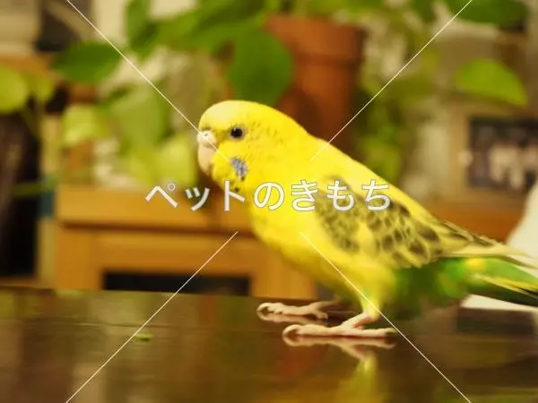 迷子鳥の画像