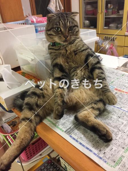 迷い猫の写真