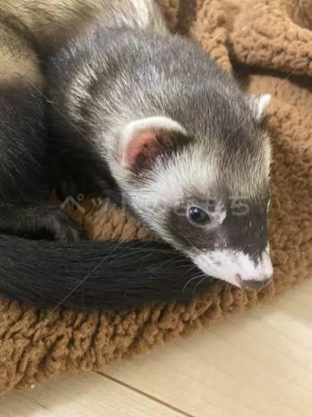 迷子ペットの画像