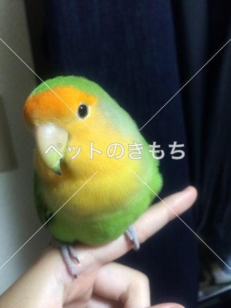 迷子鳥の画像