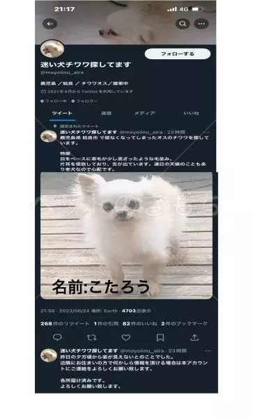 迷子犬の画像