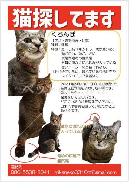 東京都で猫が迷子になりました。猫種：キジトラ 投稿No:16397 1