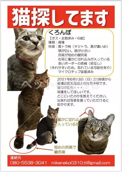 迷子猫の画像