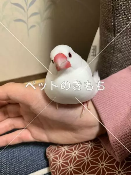迷子鳥の画像