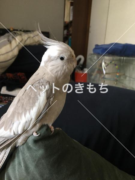 迷子鳥の画像