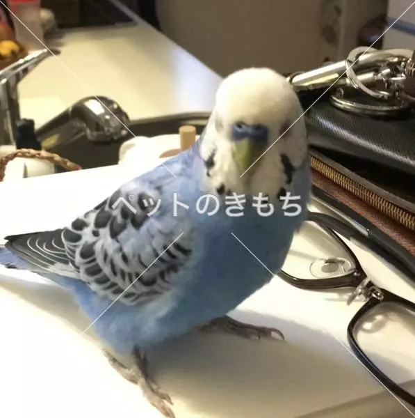 迷子鳥の画像