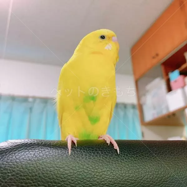 迷子鳥の画像